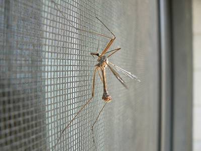 Insect Screen