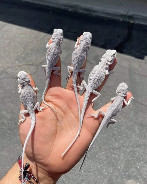 Hand holding five pristine Zero Bearded Dragon hatchlings, showcasing their unique patternless pale gray coloration on a sunny day.