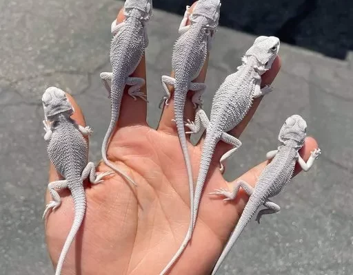 Hand holding five pristine Zero Bearded Dragon hatchlings, showcasing their unique patternless pale gray coloration on a sunny day.