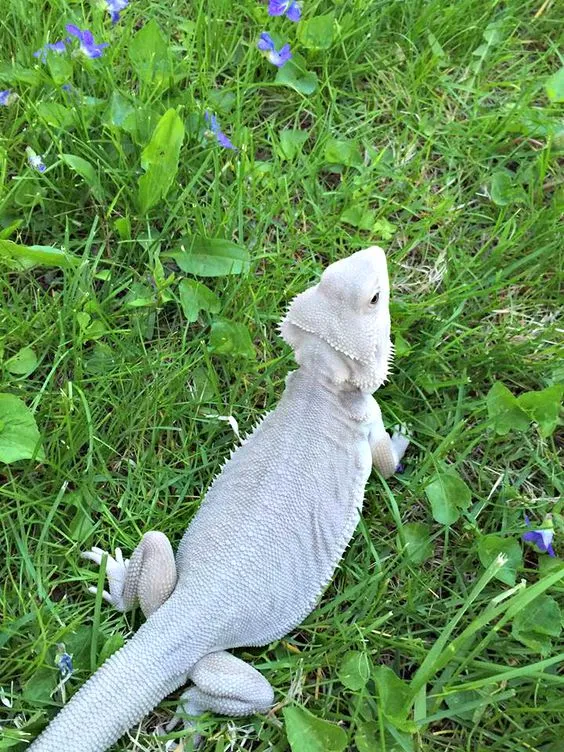 Zero Bearded Dragon resting in lush green grass, surrounded by vibrant purple flowers, observing its surroundings with curiosity.