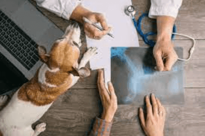 Unforeseen Advantages of Pet Insurance in Greece: Beyond Veterinary Costs
