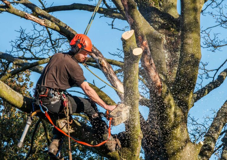 The Ultimate Guide to Tree Surgery: Ensuring Tree Health and Safety in Loughborough, Leicestershire, and Coalville