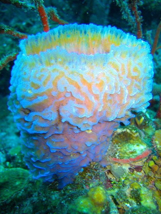 Natural Sea Sponges