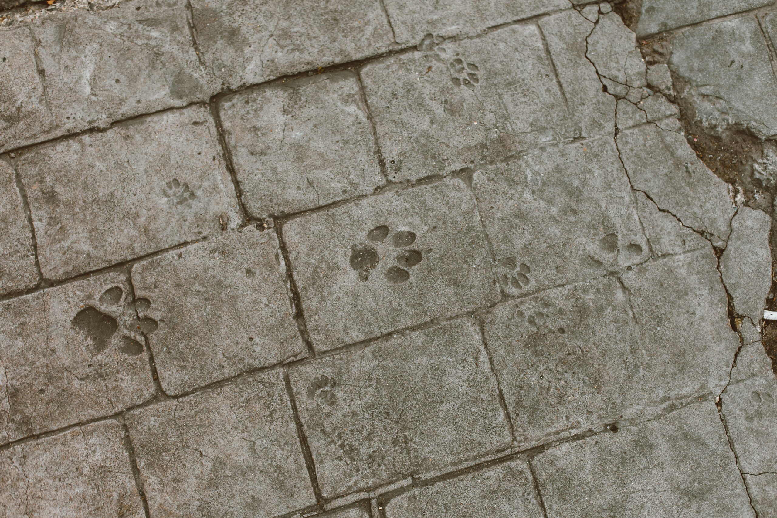 Paw Print